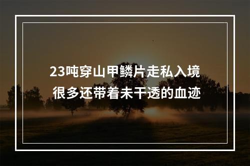 23吨穿山甲鳞片走私入境 很多还带着未干透的血迹