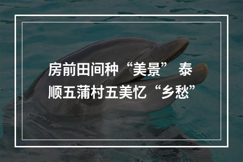 房前田间种“美景” 泰顺五蒲村五美忆“乡愁”