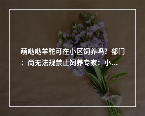 萌哒哒羊驼可在小区饲养吗？部门：尚无法规禁止饲养专家：小区环境不适合饲 ...