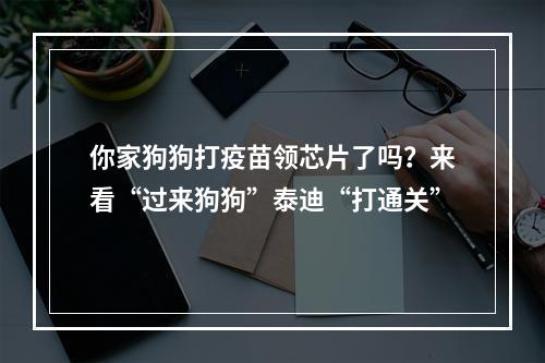 你家狗狗打疫苗领芯片了吗？来看“过来狗狗”泰迪“打通关”