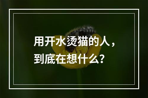 用开水烫猫的人，到底在想什么？