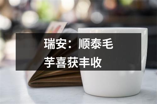 瑞安：顺泰毛芋喜获丰收