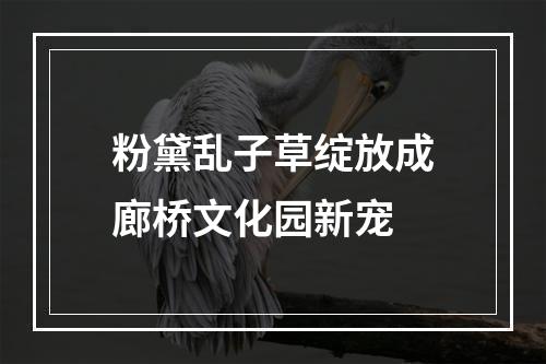 粉黛乱子草绽放成廊桥文化园新宠