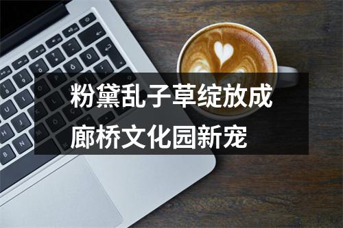 粉黛乱子草绽放成廊桥文化园新宠