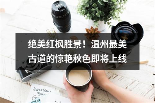 绝美红枫胜景！温州最美古道的惊艳秋色即将上线