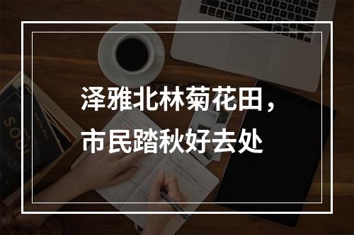 泽雅北林菊花田，市民踏秋好去处