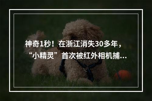 神奇1秒！在浙江消失30多年，“小精灵”首次被红外相机捕捉！
