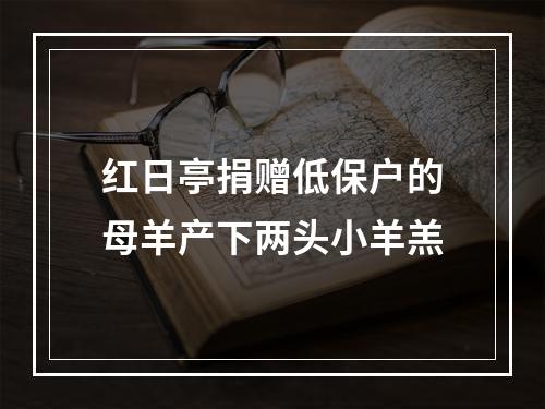 红日亭捐赠低保户的母羊产下两头小羊羔