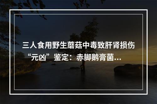 三人食用野生蘑菇中毒致肝肾损伤 “元凶”鉴定：赤脚鹅膏菌、灰花纹鹅膏菌