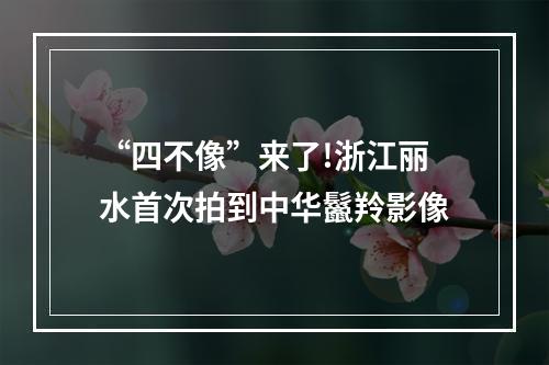 “四不像”来了!浙江丽水首次拍到中华鬣羚影像