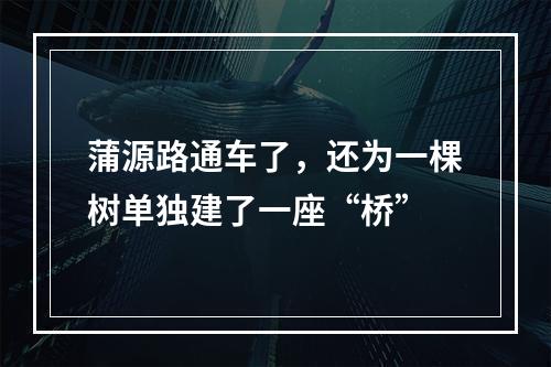 蒲源路通车了，还为一棵树单独建了一座“桥”