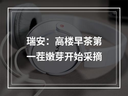 瑞安：高楼早茶第一茬嫩芽开始采摘