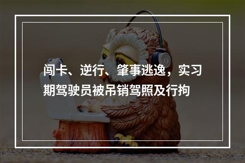 闯卡、逆行、肇事逃逸，实习期驾驶员被吊销驾照及行拘