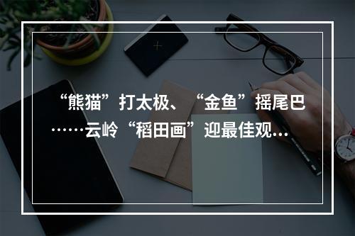 “熊猫”打太极、“金鱼”摇尾巴……云岭“稻田画”迎最佳观赏季