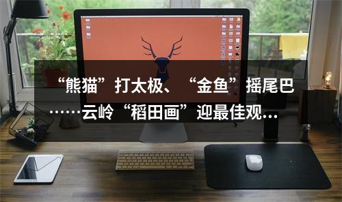 “熊猫”打太极、“金鱼”摇尾巴……云岭“稻田画”迎最佳观赏季
