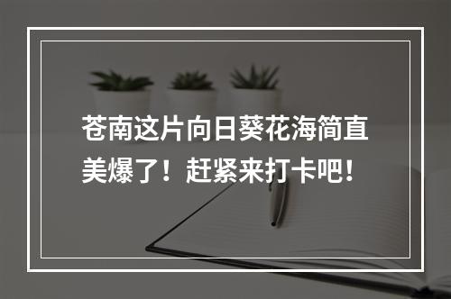 苍南这片向日葵花海简直美爆了！赶紧来打卡吧！