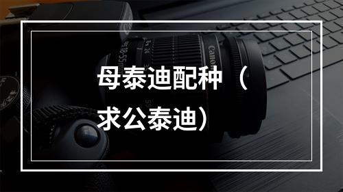 母泰迪配种（求公泰迪）