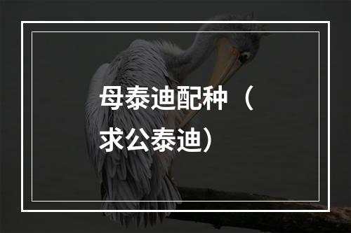 母泰迪配种（求公泰迪）