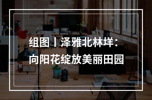 组图丨泽雅北林垟：向阳花绽放美丽田园