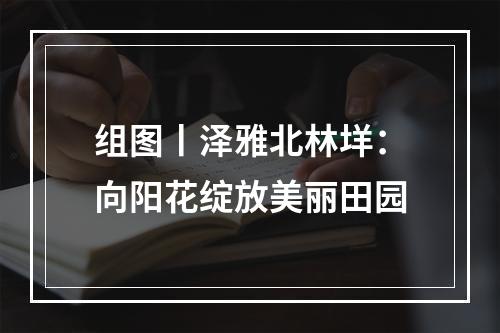 组图丨泽雅北林垟：向阳花绽放美丽田园