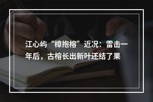 江心屿“樟抱榕”近况：雷击一年后，古榕长出新叶还结了果