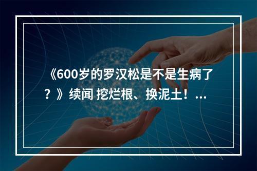 《600岁的罗汉松是不是生病了？》续闻 挖烂根、换泥土！农林大学专家现场开“药方”
