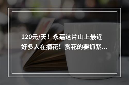 120元/天！永嘉这片山上最近好多人在摘花！赏花的要抓紧咯！