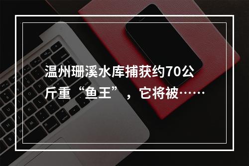 温州珊溪水库捕获约70公斤重“鱼王”，它将被……