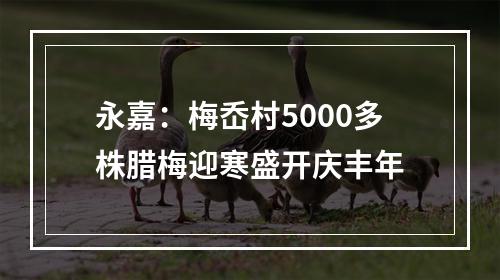 永嘉：梅岙村5000多株腊梅迎寒盛开庆丰年