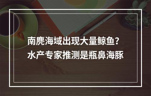 南麂海域出现大量鲸鱼？水产专家推测是瓶鼻海豚