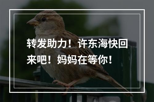 转发助力！许东海快回来吧！妈妈在等你！