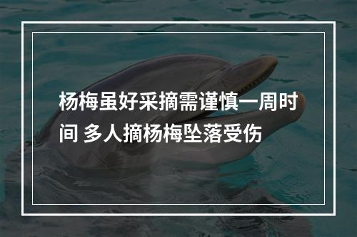 杨梅虽好采摘需谨慎一周时间 多人摘杨梅坠落受伤