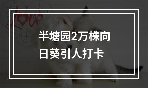 半塘园2万株向日葵引人打卡