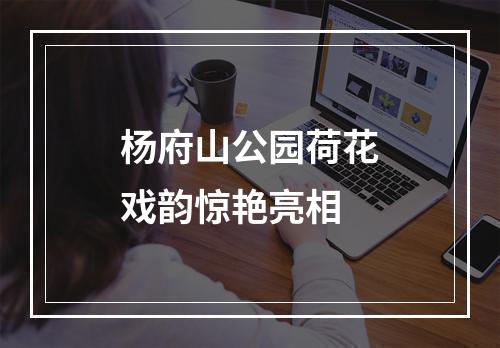 杨府山公园荷花戏韵惊艳亮相