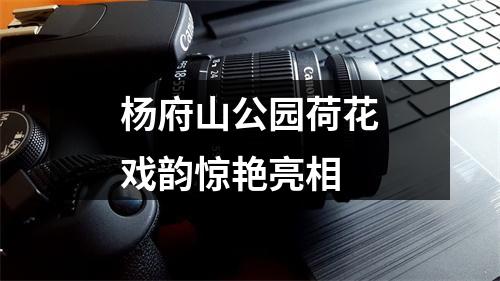 杨府山公园荷花戏韵惊艳亮相