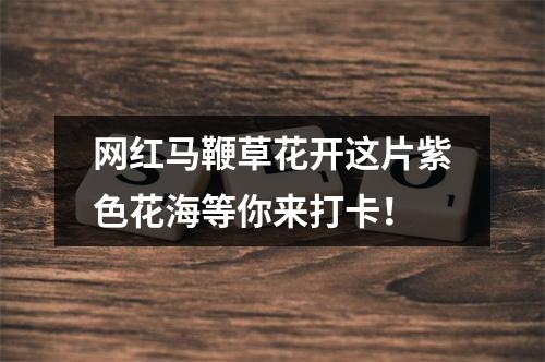 网红马鞭草花开这片紫色花海等你来打卡！
