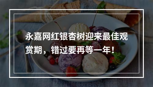 永嘉网红银杏树迎来最佳观赏期，错过要再等一年！