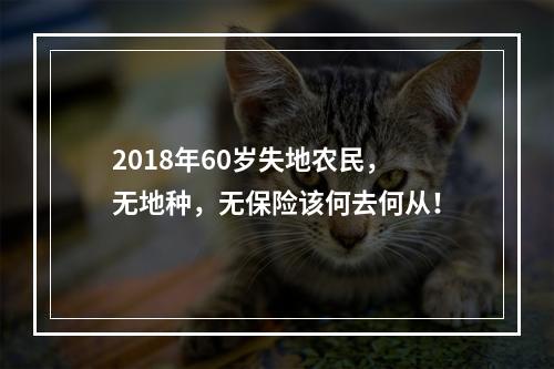 2018年60岁失地农民，无地种，无保险该何去何从！