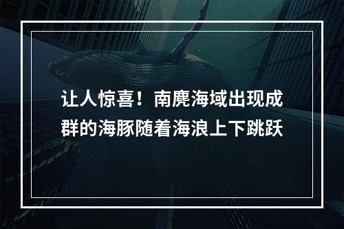 让人惊喜！南麂海域出现成群的海豚随着海浪上下跳跃