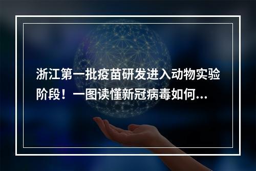 浙江第一批疫苗研发进入动物实验阶段！一图读懂新冠病毒如何侵染人体