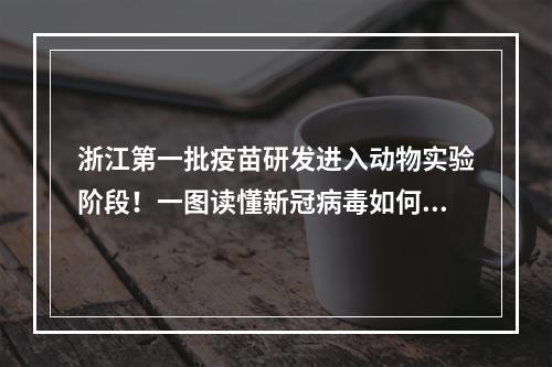 浙江第一批疫苗研发进入动物实验阶段！一图读懂新冠病毒如何侵染人体