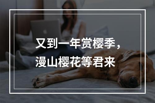 又到一年赏樱季，漫山樱花等君来