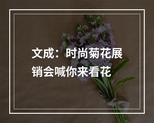 文成：时尚菊花展销会喊你来看花