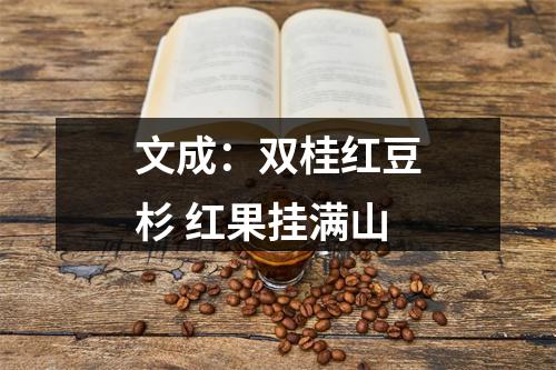 文成：双桂红豆杉 红果挂满山