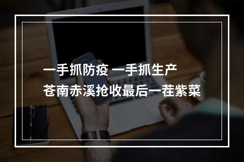 一手抓防疫 一手抓生产 苍南赤溪抢收最后一茬紫菜