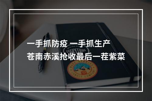 一手抓防疫 一手抓生产 苍南赤溪抢收最后一茬紫菜