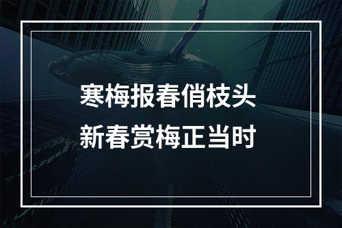 寒梅报春俏枝头 新春赏梅正当时