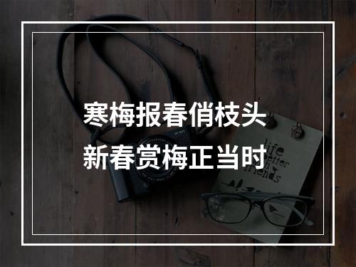 寒梅报春俏枝头 新春赏梅正当时
