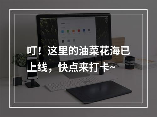 叮！这里的油菜花海已上线，快点来打卡~