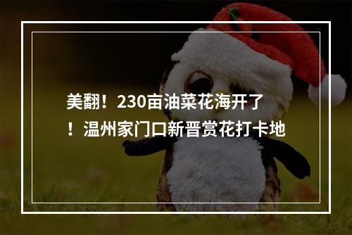 美翻！230亩油菜花海开了！温州家门口新晋赏花打卡地